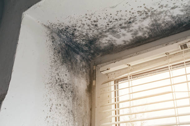 Affordable Bathroom Mold Removal solutions in Harrisburg, NC